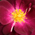 Lila - Virágágyi floribunda rózsa - Forever Royal